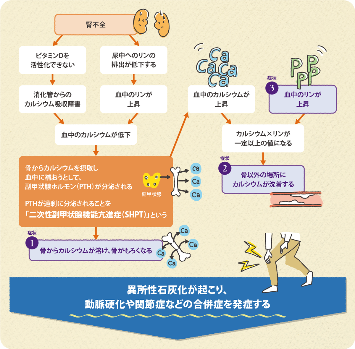 二次性副甲状腺機能亢進症が起こるメカニズム